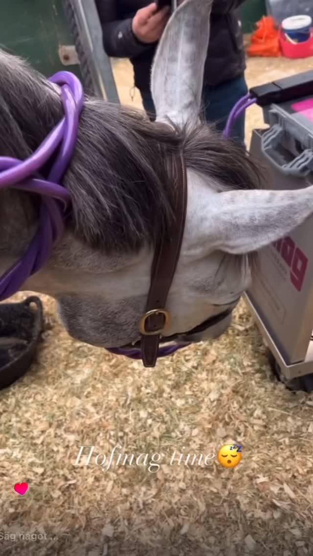 Behandling nu tillgänglig hos Stall Aspvik med HOFMAG
Vi på Stall Aspvik har använt Hofmag sedan 2023, en avancerad magnetterapimaskin som används av toppstall runt om i Europa.
Vad gör HOFMAG?�Med hjälp av pulserande elektromagnetiska fält stimulerar maskinen vävnad på djupet (ända ner till 20 cm!), förbättrar cirkulationen, ökar syresättning och påskyndar återhämtning.
Används bl.a. vid:�-Muskelspänningar och stelhet�- Senskador och inflammation�-Svullnader och träningsvärk�-Förebyggande vård och rehabilitering
-Förbättrar muskelfunktion, återhämtning och cirkulation.
Priser:�•Helkroppsbehandling HOFMAG 60 min : 1049:-
Halvkroppsbehandling HOFMAG 30 min:
549:-�
Intresserad?�Skicka SMS/ mejla för att boka eller ställa frågor.
0703422376/tilda@stallaspvik.com�
Välkommen att låta din häst (eller du själv!) uppleva skillnaden – kroppen känner det direkt! 😍