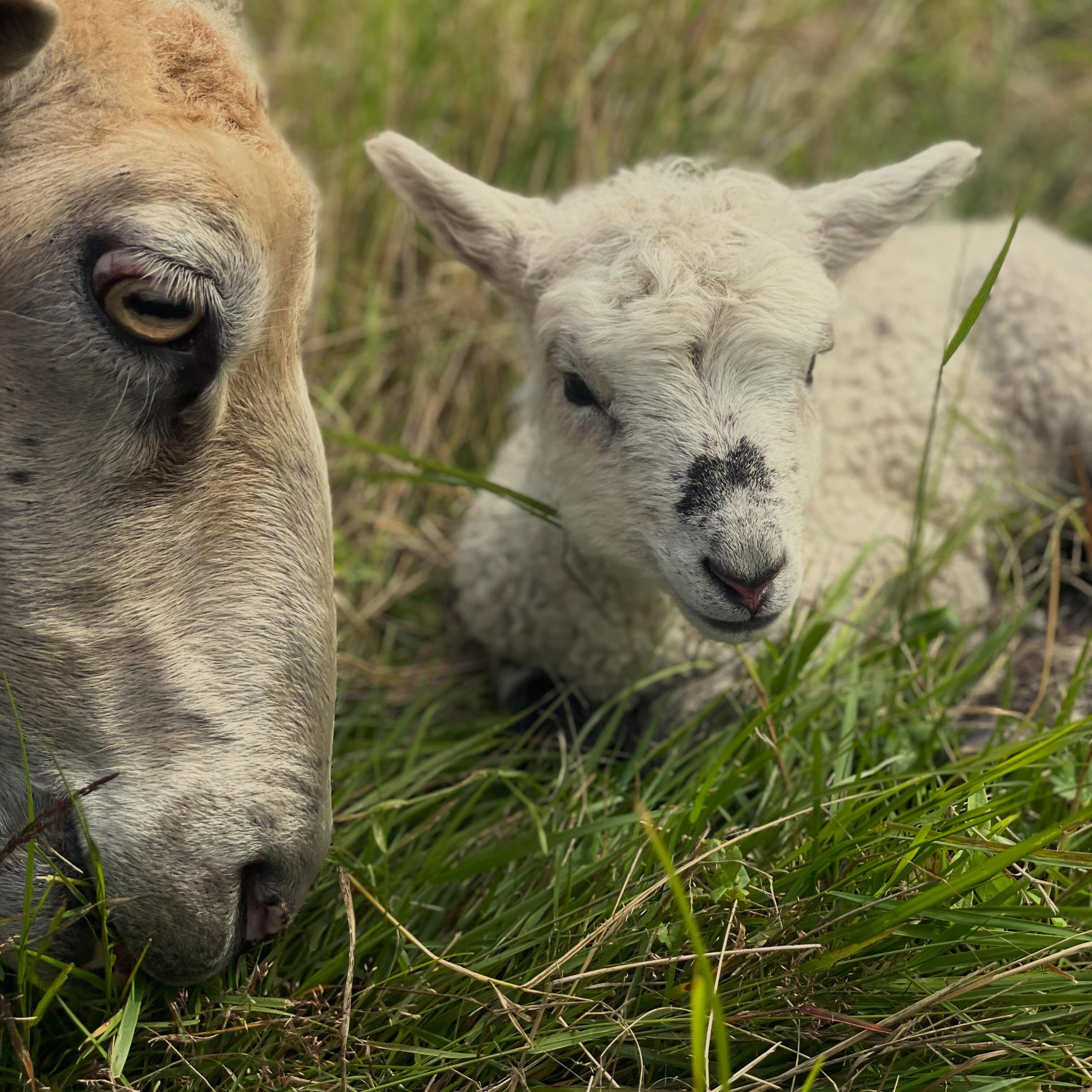 Vi har lamm! Det är första året vi testar att få lamm på sommaren så vi har väntat med spänning och idag kom den första 😊 De är egentligen beräknade till 15-20 juli så den är en vecka tidig. Määrta har alltid fått två lamm så det var lite nervöst när det bara kom ett men det är ett stort och friskt lamm så allt verkar ha gått bra.
Man älskar ju lammgoset 😍
Det är första gången vi låter dem lamma ute på betet så nu gäller det ha lite extra koll de första timmarna och dagarna. Någon av er som har erfarenhet av lammning på betet? Något särskilt vi borde hålla extra koll på?
/J