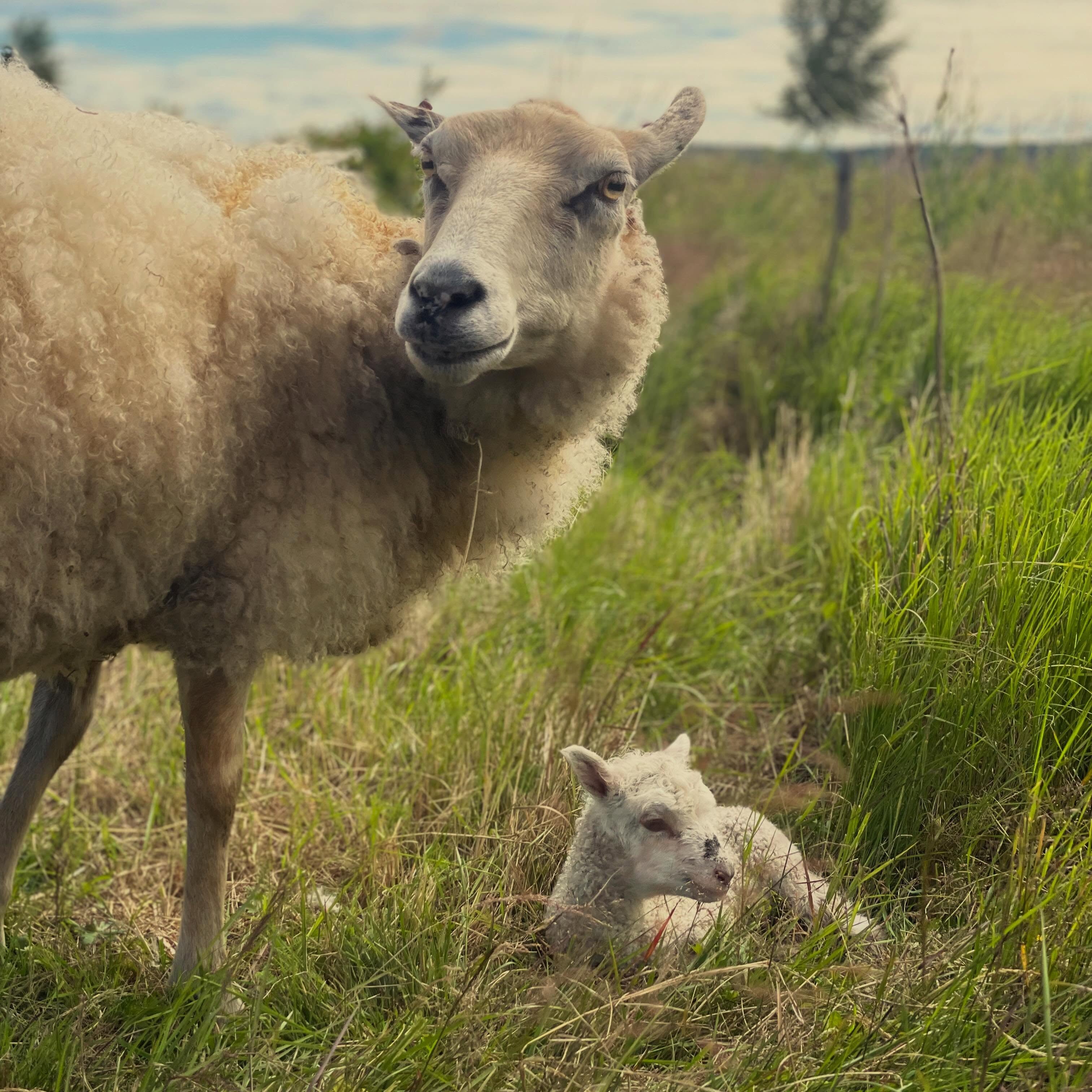 Vi har lamm! Det är första året vi testar att få lamm på sommaren så vi har väntat med spänning och idag kom den första 😊 De är egentligen beräknade till 15-20 juli så den är en vecka tidig. Määrta har alltid fått två lamm så det var lite nervöst när det bara kom ett men det är ett stort och friskt lamm så allt verkar ha gått bra.
Man älskar ju lammgoset 😍
Det är första gången vi låter dem lamma ute på betet så nu gäller det ha lite extra koll de första timmarna och dagarna. Någon av er som har erfarenhet av lammning på betet? Något särskilt vi borde hålla extra koll på?
/J