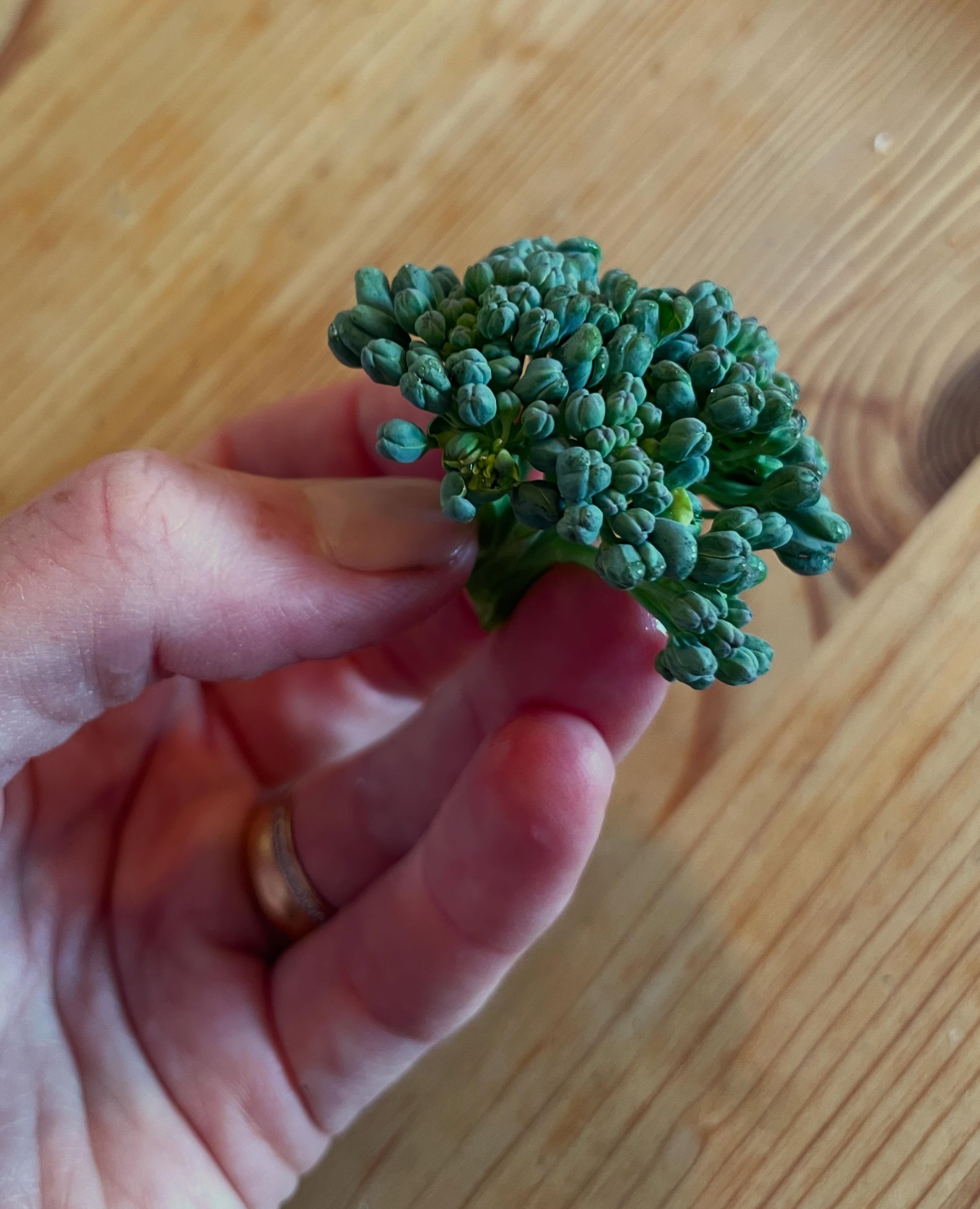 Orimligt pepp på livets första egenodlade broccoli 🥦
Om jag bara hade fått äta en sak resten av livet så hade det kunnat bli broccoli… vad hade du valt?
Som vanligt var det flera av plantorna som täcktes alldeles för sent med nät för att jag inte hittade en lösning jag tyckte var tillräckligt bra men några av broccolisarna verkar ha klarat sig fint ändå 😊
/J