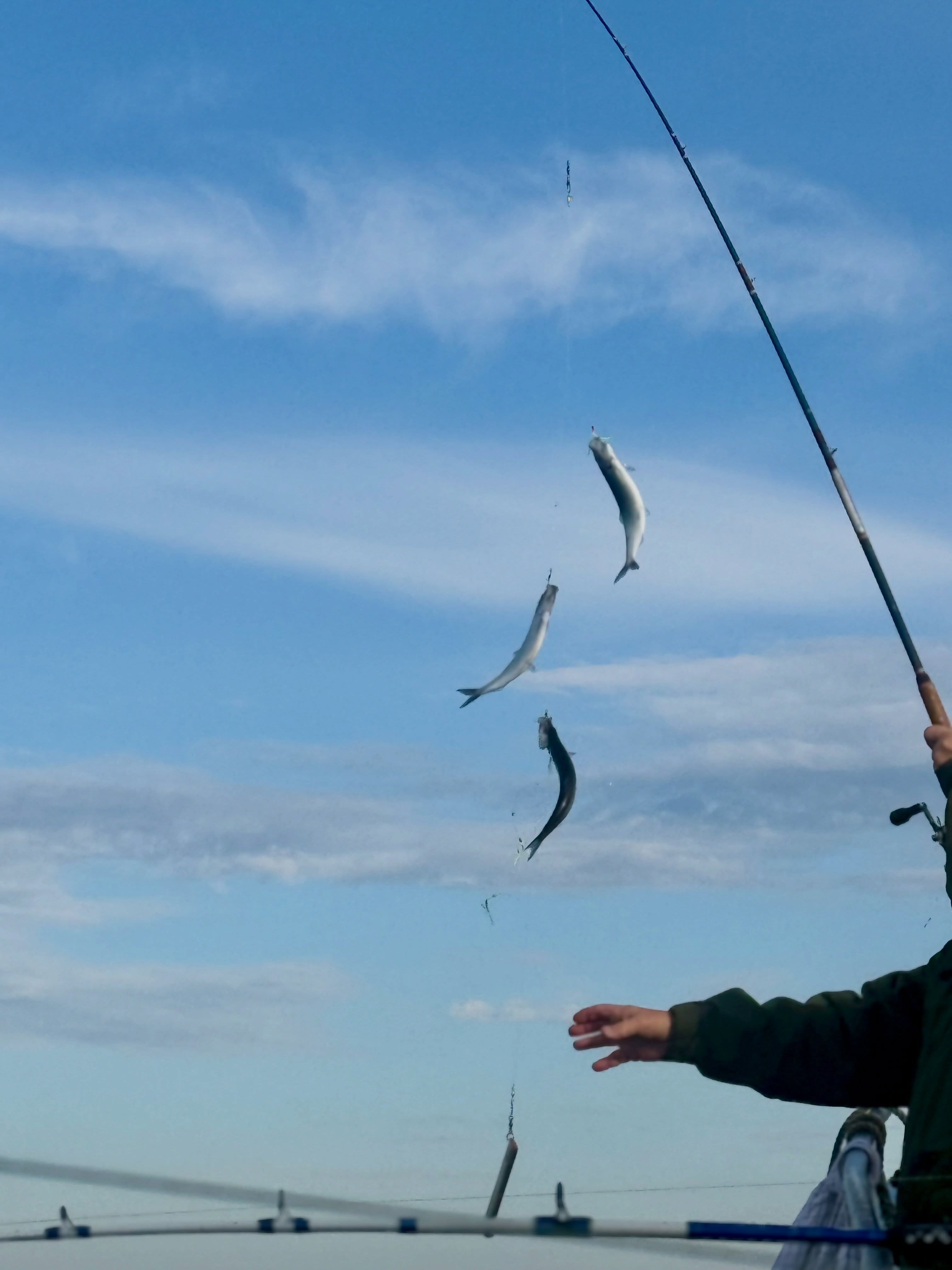 Sill, sill, sill! 🎣
Det var gott om sill på dagens tur. Strömmarna var stundtals starka och gjorde fisket lite mer utmanande för nybörjarna, men alla fick fint med sill med sig hem. Bra jobbat vid relingen idag!
Vi kör turer alla dagar utom måndagar. Vill du följa med? Ring 070 201 00 88 och boka din plats.
Rååbåtarna - Vi kan vårt Öresund