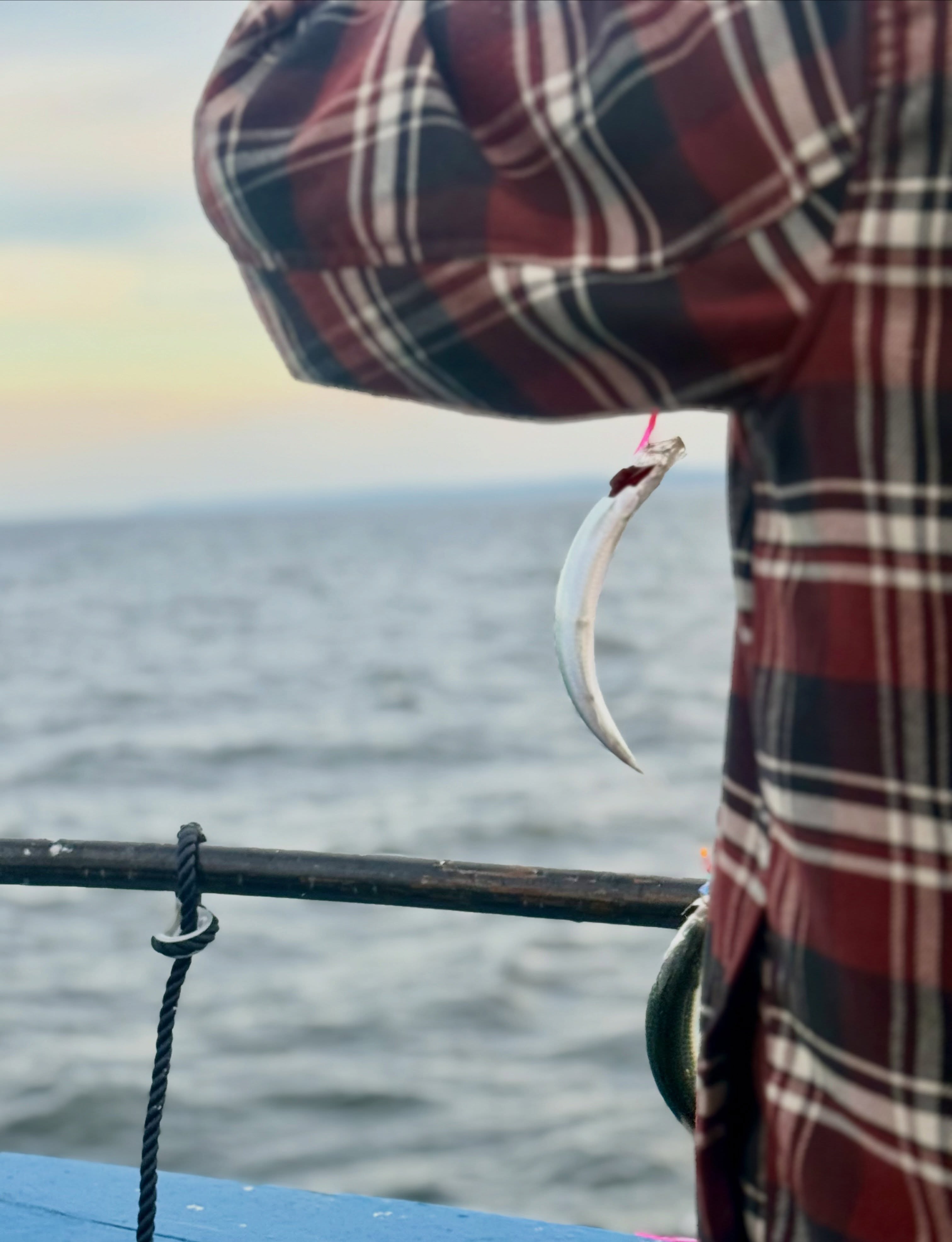 Sill, sill, sill! 🎣
Det var gott om sill på dagens tur. Strömmarna var stundtals starka och gjorde fisket lite mer utmanande för nybörjarna, men alla fick fint med sill med sig hem. Bra jobbat vid relingen idag!
Vi kör turer alla dagar utom måndagar. Vill du följa med? Ring 070 201 00 88 och boka din plats.
Rååbåtarna - Vi kan vårt Öresund